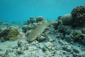 Fototapeta premium Olympus TG5 wideangle shot of a resting nursing sharks at the Soneva Fushi house reef in the early morning 