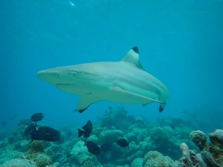 I got lucky when this beautiful female black tip reef shark was curiously and calmly coming very close (40cm) while I was freediving in shallow depths without moving at the house reef at soneva fushi.