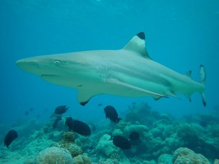 I got lucky when this beautiful female black tip reef shark was curiously and calmly coming very close (40cm) while I was freediving in shallow depths without moving at the house reef at soneva fushi.