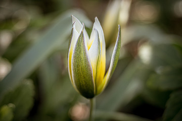 wiosenne kwiaty w ogrodzie na tle rozmytego tła © Henryk Niestrój