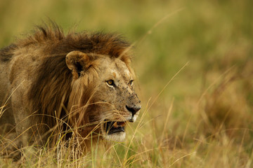 Obraz na płótnie Canvas Lion of Masai Mara