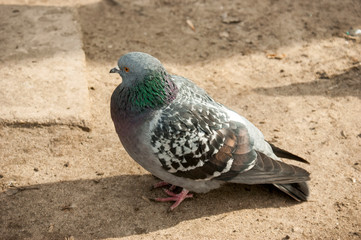 Portrait of a city pigeon. A pigeon sits on the ground in spring.