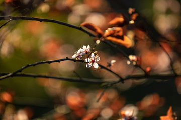 Schöne Blüte im Sonnenuntergang im Frühling in warmen Farben
