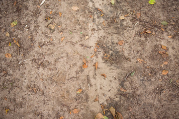 Waldboden: Erde, Laub und Äste auf einem Waldboden, Platz für Text/Typo