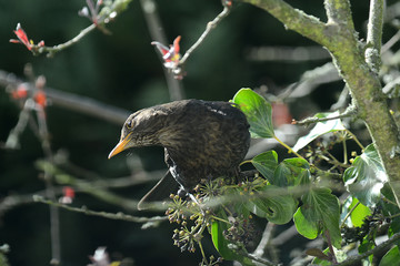 Amsel im Geäst