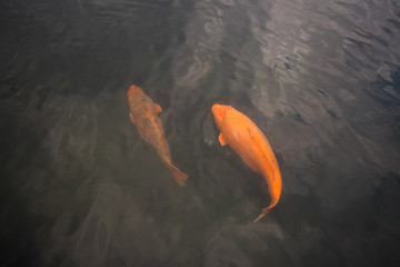 Big beautiful red fish on the surface of the water. Fish in the lake.