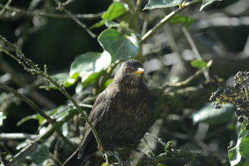 Fototapeta premium Amsel im Geäst