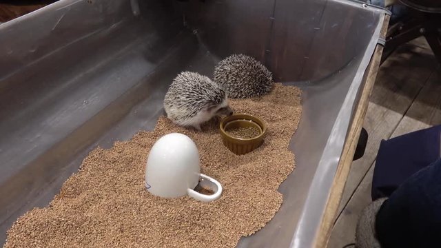 Cute Little Puggle, Baby Hedgehog With Friend Rumages Around And Licks Lips While Being Viewed From Above In A Japanese Cafe.