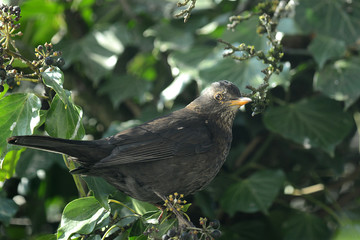 Amsel im Geäst