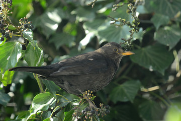 Amsel im Geäst