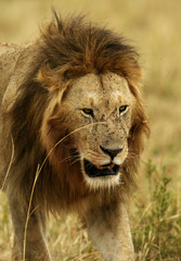 Lion king, Masai Mara