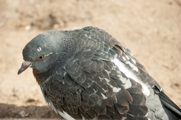 Portrait of a city pigeon. A pigeon sits on the ground in spring. A bird with a menacing look.