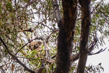 Fototapeta premium Cute Koala bear. Australian Koalas hanging in Eucalyptus tree branches. Close up of animal sitting, being lazy intrees. Rustic, dark, grey, green background.