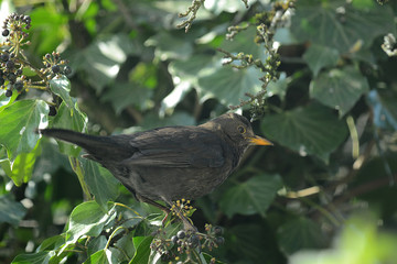Amsel im Geäst