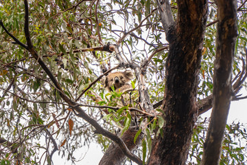Fototapeta na wymiar Cute Koala bear. Australian Koalas hanging in Eucalyptus tree branches. Close up of animal sitting, being lazy intrees. Rustic, dark, grey, green background.