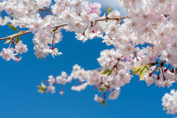 青空と桜