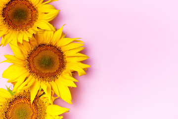 Yellow sunflowers on pink background with copy space. Top view.