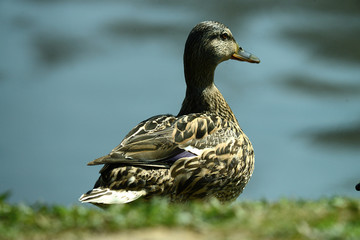 Enten am Wasser