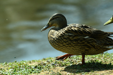 Enten am Wasser