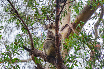 Cute Koala bear. Australian Koalas hanging in Eucalyptus tree branches. Close up of animal sitting, being lazy intrees. Rustic, dark, grey, green background.