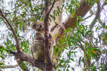 Cute Koala bear. Australian Koalas hanging in Eucalyptus tree branches. Close up of animal sitting, being lazy intrees. Rustic, dark, grey, green background.