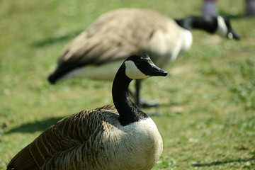Wildgans am Wasser und im Flug