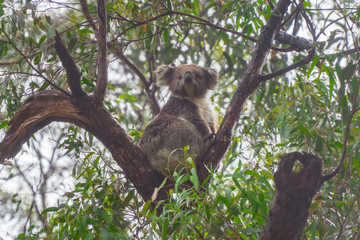Cute Koala bear. Australian Koalas hanging in Eucalyptus tree branches. Close up of animal sitting, being lazy intrees. Rustic, dark, grey, green background.