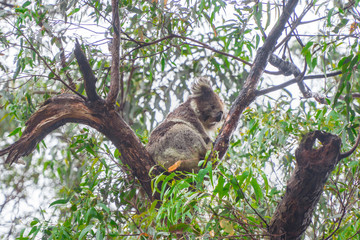 Cute Koala bear. Australian Koalas hanging in Eucalyptus tree branches. Close up of animal sitting, being lazy intrees. Rustic, dark, grey, green background.