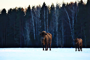 Aurochs bison in nature / winter season, bison in a snowy field, a large bull bufalo