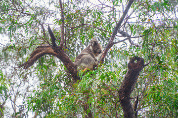 Cute Koala bear. Australian Koalas hanging in Eucalyptus tree branches. Close up of animal sitting, being lazy intrees. Rustic, dark, grey, green background.