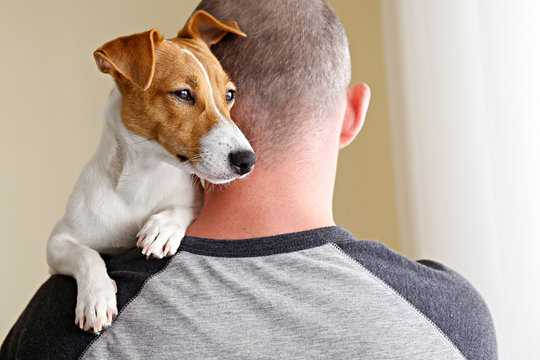 Back view of adult man holding & playing with cute one year old Jack Russel terrier puppy at home. Small adorable doggy with funny fur stains on the face. Close up, copy space, background.