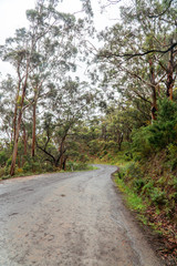 Woodland Forest trees with road winding through. Pathway with journey concept. Green trees, leaves foliage. Road trip through rows of tree trunks. Beautiful path. Great Ocean Road. Melbourne Australia