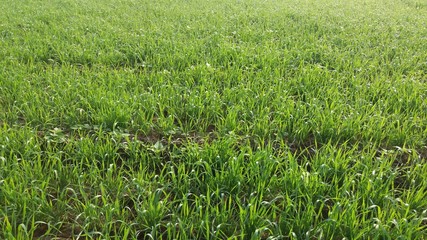 Obraz premium Wheat cultivation at early stage, young seedling, agriculture