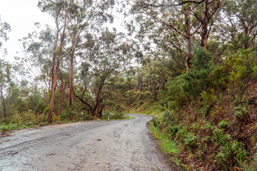Woodland Forest trees with road winding through. Pathway with journey concept. Green trees, leaves foliage. Road trip through rows of tree trunks. Beautiful path. Great Ocean Road. Melbourne Australia