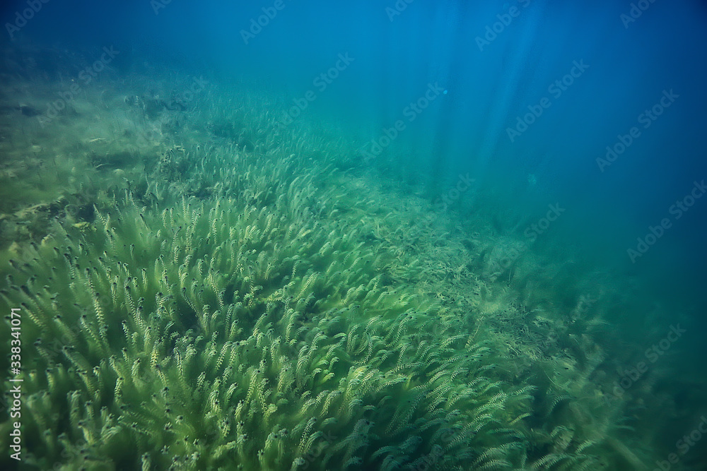 Canvas Prints underwater green landscape / nature underwater eco ecology lake, wild diving