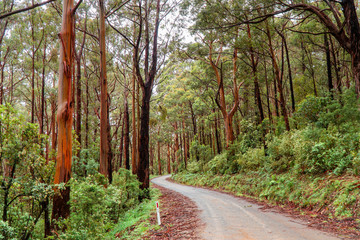 Woodland Forest trees with road winding through. Pathway with journey concept. Green trees, leaves foliage. Road trip through rows of tree trunks. Beautiful path. Great Ocean Road. Melbourne Australia