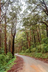 Fototapeta na wymiar Woodland Forest trees with road winding through. Pathway with journey concept. Green trees, leaves foliage. Road trip through rows of tree trunks. Beautiful path. Great Ocean Road. Melbourne Australia
