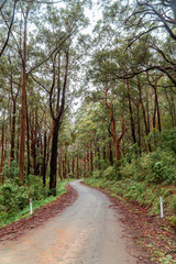 Fototapeta na wymiar Woodland Forest trees with road winding through. Pathway with journey concept. Green trees, leaves foliage. Road trip through rows of tree trunks. Beautiful path. Great Ocean Road. Melbourne Australia