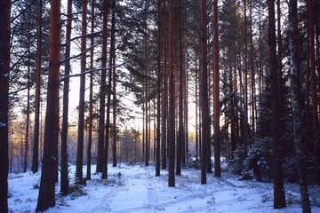 landscape winter forest gloomy, seasonal landscape snow in forest nature