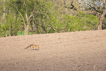 red-brown fox runs across a ploughed field