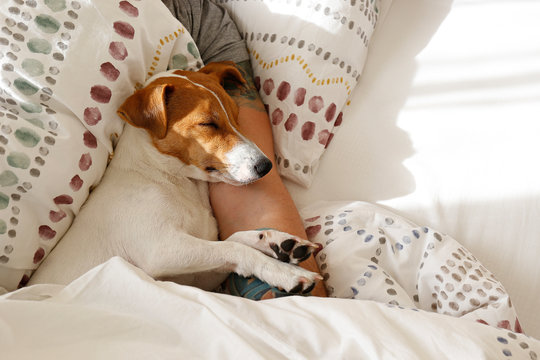 Emotional support animal concept. Man sleeping with jack russell terrier dog in his hands. Adult male and his pet lying together in bed. Close up, copy space, background.