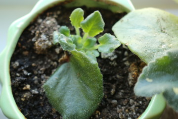 Young violets sprout in a pot