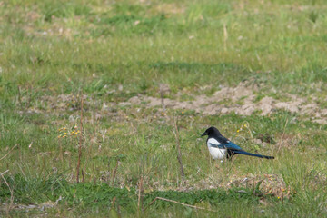 on green meadow stands a black and white magpie