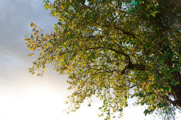 Silhouette of maple leaves (Platanus hispanica) in contrast to the sunset in southern Brazil