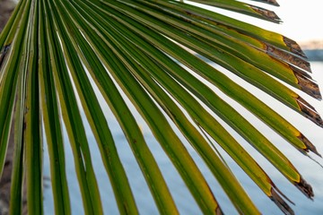 Liść palmy.
