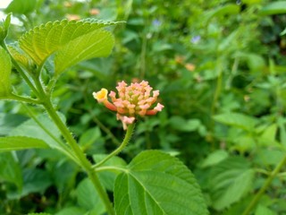 Lantana camara (common lantana, big sage, wild-sage, red sage, white sage, tick berry, West Indian lantana, umbelanterna) with natural backrgound