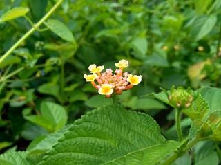 Lantana camara (common lantana, big sage, wild-sage, red sage, white sage, tick berry, West Indian lantana, umbelanterna) with natural backrgound