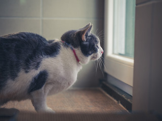 A pinto cat look trough the window, he is want to go outside.