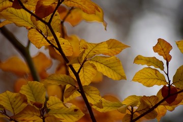 Ast mit herbstlich gefärbten Blättern 