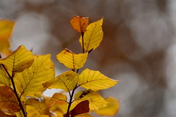 Fototapeta na wymiar Ast mit herbstlich gefärbten Blättern in gelb und orange 